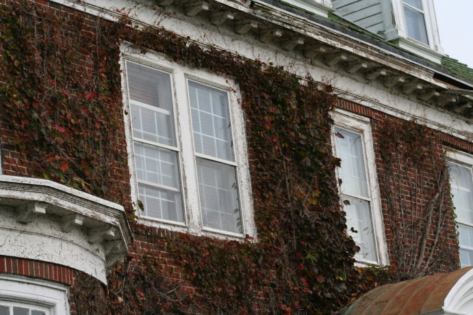 Vines draw in moisture and cause major damage