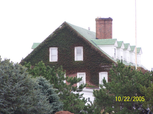 Vine Growth affords a neat look at a great cost to the building