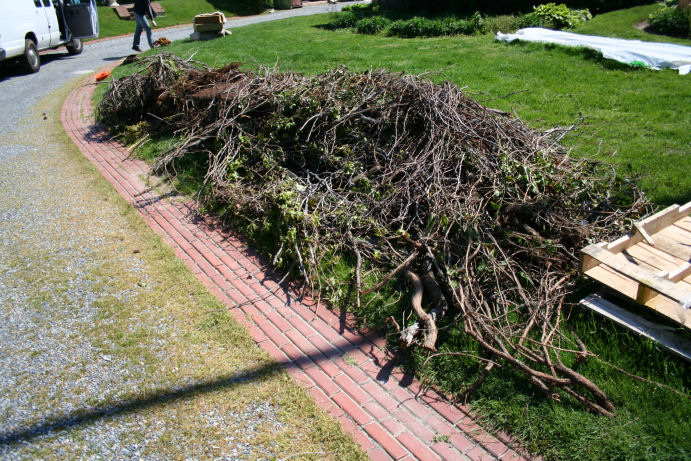 Vines removed