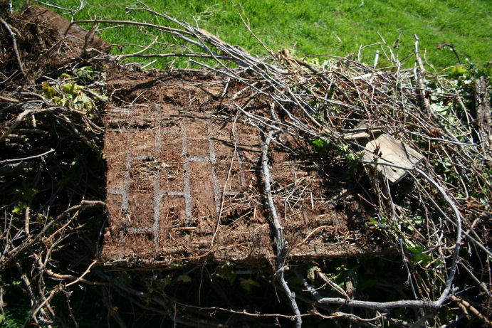 Vine formed a strangle hold onto the brick
