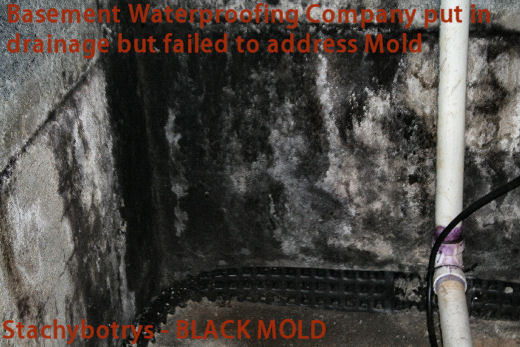 Basement_Mold_Philadelphia