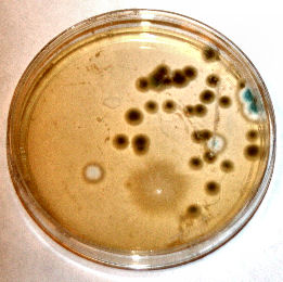 mold testing