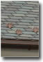 Asphalt Shingles - Fiberglass Based - We Install the finest!