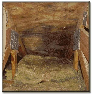 attic mold