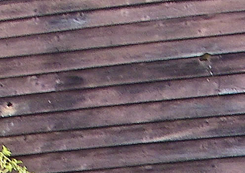 Tired Cedar Siding