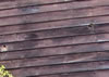 Stained_Fiber_Cement_Siding