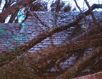 Yardley: TREE DAMAGE TO ROOF