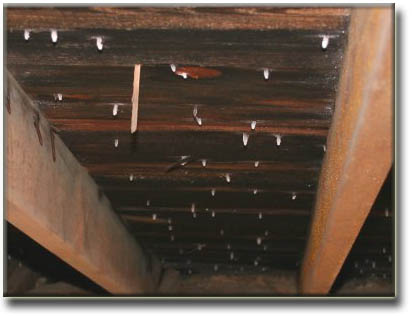 Frost on Nails - Mold in the Attic