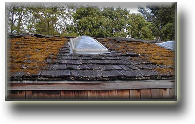 zinc in galvanized flashing  kills heavy moss on cedar shake roof